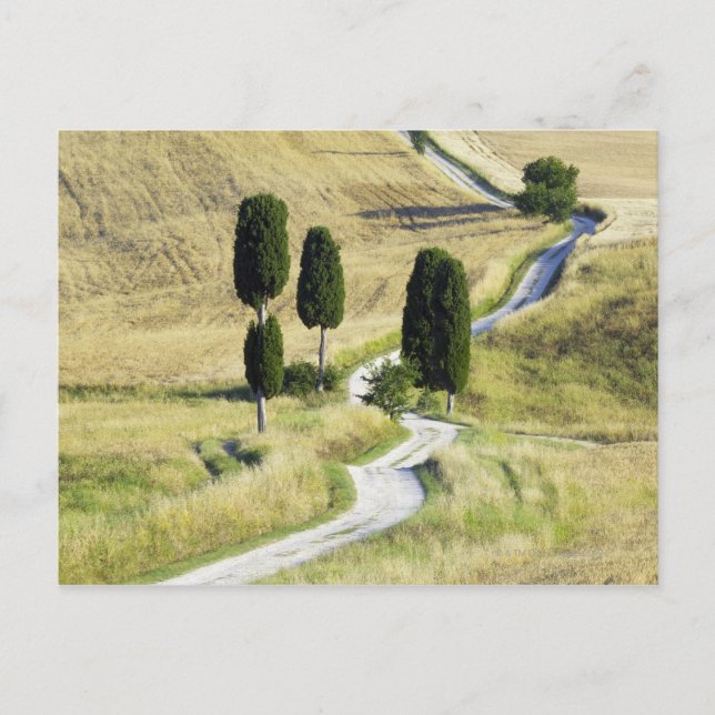 Carte Postale L'Italie, Toscane, Pienza, d'Orcia de Val, Cypress (Devant)