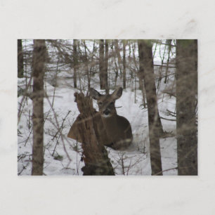 Carte Postale Literie en Haynesville, Maine