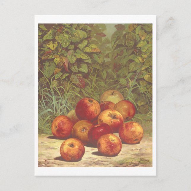 Carte postale Lithographe vintage Apple (Devant)