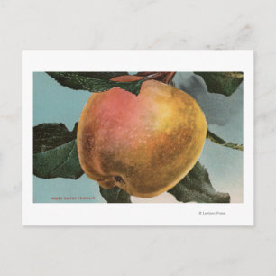 Carte Postale Lithographie de Chromo de Fruit blanc Pearmain d'h