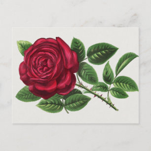 Carte Postale Lithographie de rose antique, François-Frédéric Gr