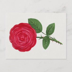 Carte Postale Lithographie de rose antique, François-Frédéric Gr