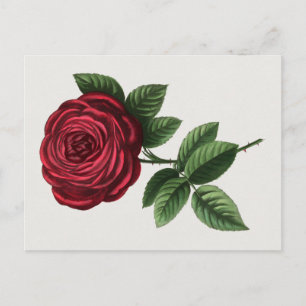 Carte Postale Lithographie de rose antique, François-Frédéric Gr