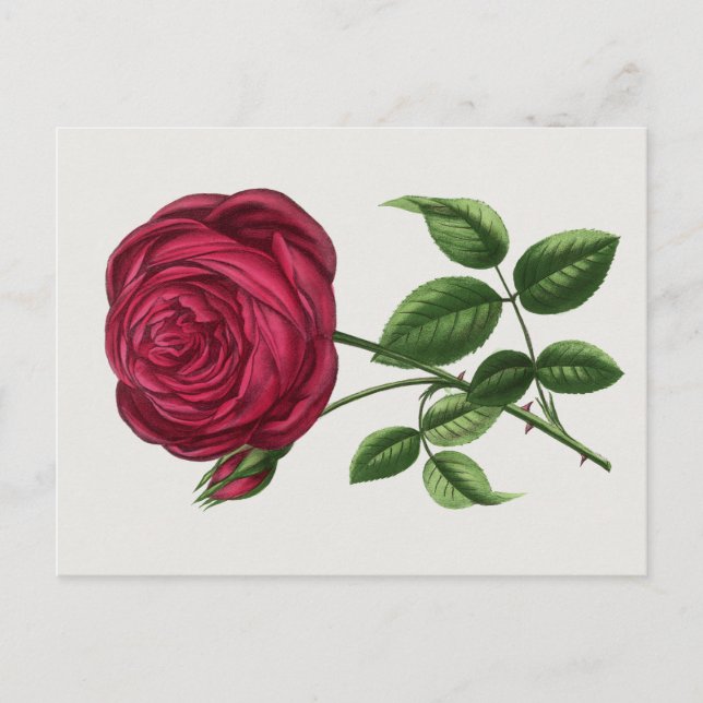 Carte Postale Lithographie de rose antique, François-Frédéric Gr (Devant)