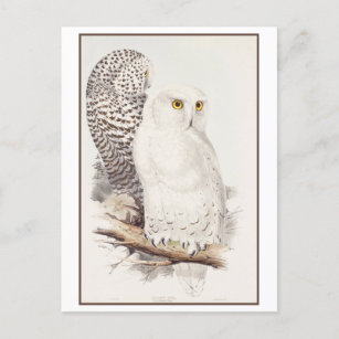 Carte Postale Lithographie de Snowy Owl par Edward Lear Postcard