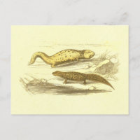 Lithographie Vintage de la salamandre et de l'eau