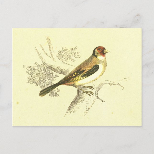Carte Postale Lithographie Vintage Goldfinch (Devant)