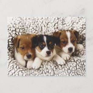 Carte Postale Litter de chiots
