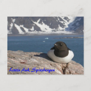 Carte postale Little Auk Spitsbergen
