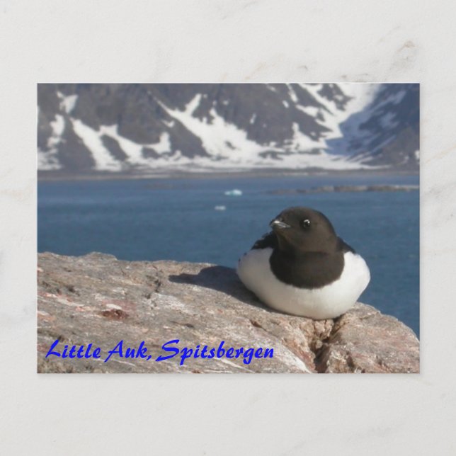 Carte postale Little Auk Spitsbergen (Devant)