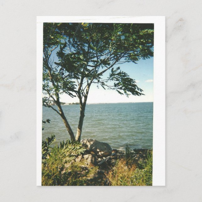 Carte Postale Little Bay Park (Devant)