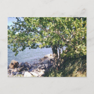 Carte Postale Little Bay Park, arbre et rochers
