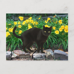 Carte postale "Little Bear"