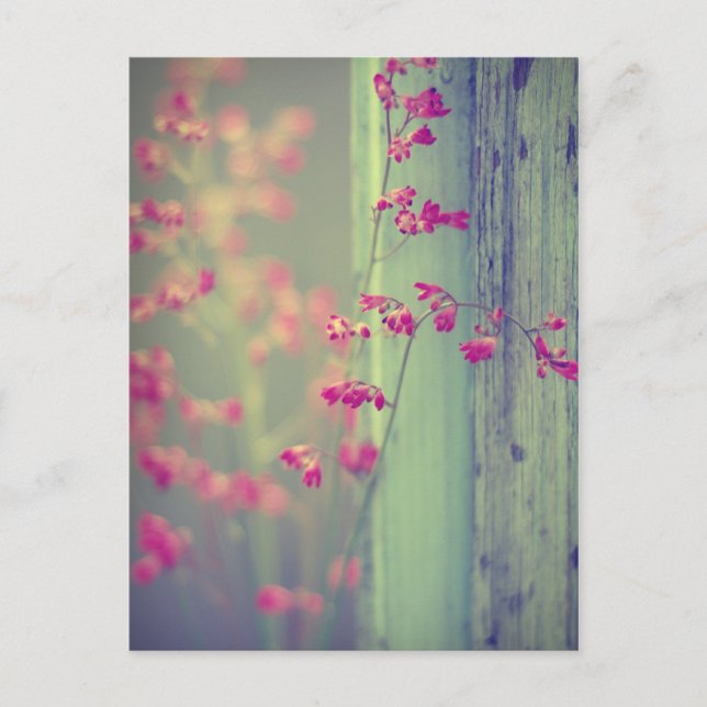 Carte Postale Little Bells (Devant)