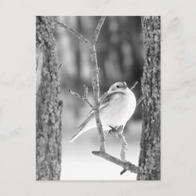 Carte Postale Little Bird (Devant)