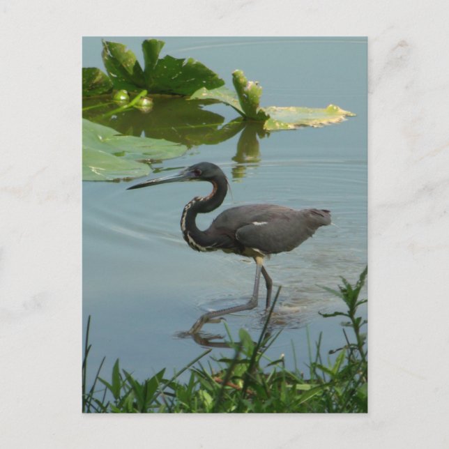 Carte postale Little Blue Heron (Devant)