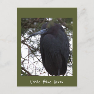 Carte postale Little Blue Heron