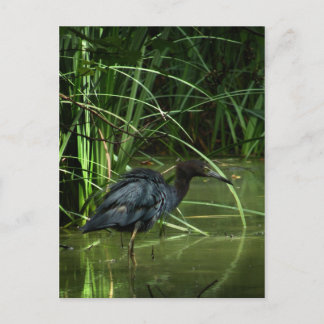 Carte postale Little Blue Heron