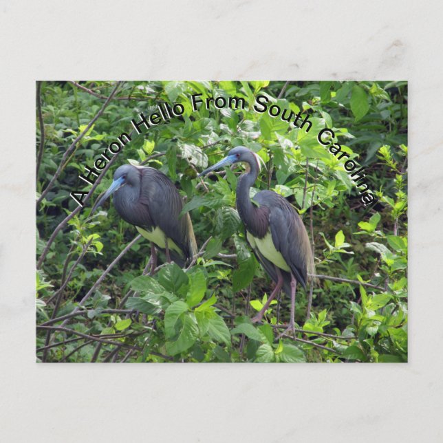 Carte postale Little Blue Heron Caroline du Sud (Devant)