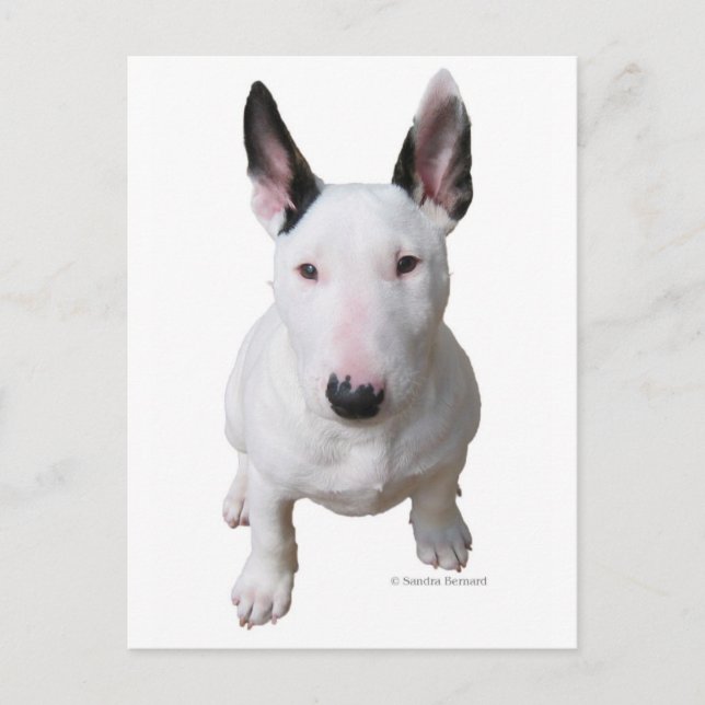 Carte Postale Little Bull Terrier (Devant)