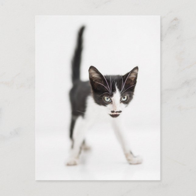 Carte Postale Little Cat (Devant)