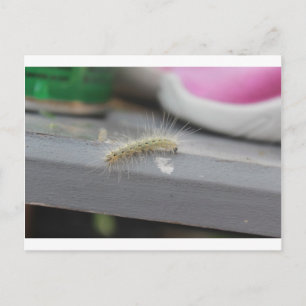 Carte Postale Little Caterpillar