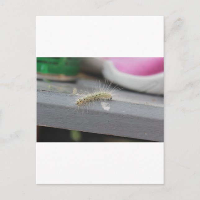 Carte Postale Little Caterpillar (Devant)