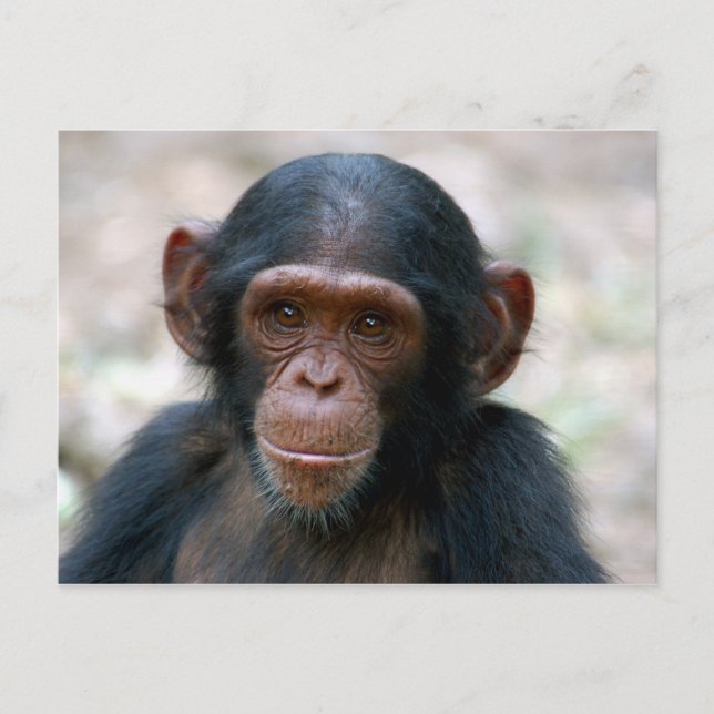 Carte Postale Little Chimp (Devant)