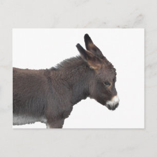 Carte postale Little Donkey