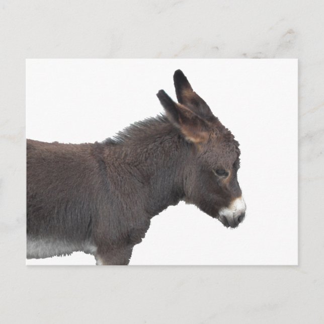 Carte postale Little Donkey (Devant)