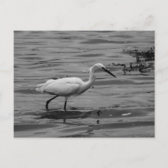 Carte postale Little Egret (Devant)