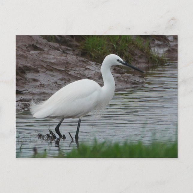 Carte postale Little Egret (Devant)
