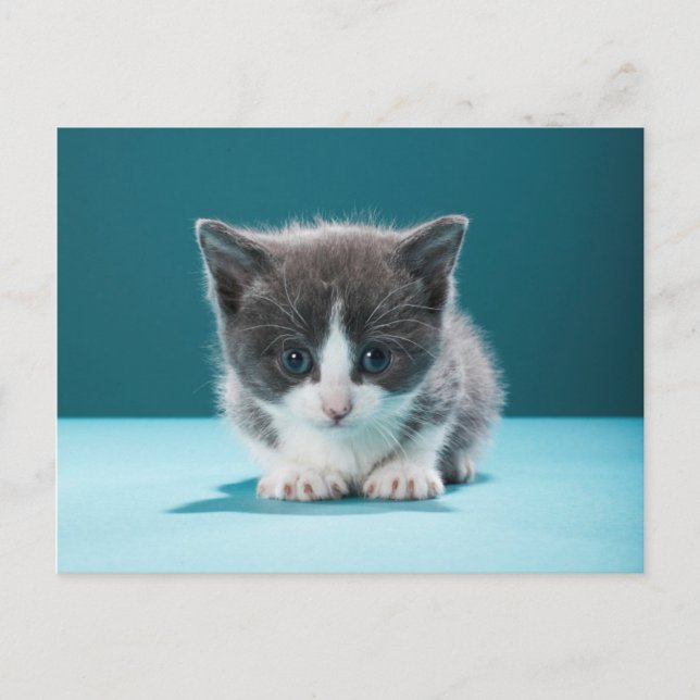 Carte Postale Little Kitten (Devant)