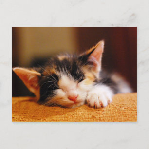 Carte Postale Little Kitty Sleeping