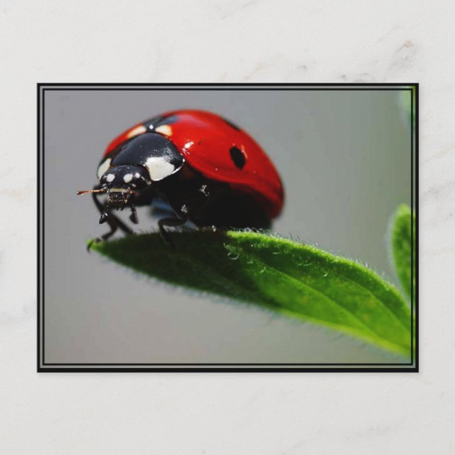 Carte Postale Little Ladybug (Devant)