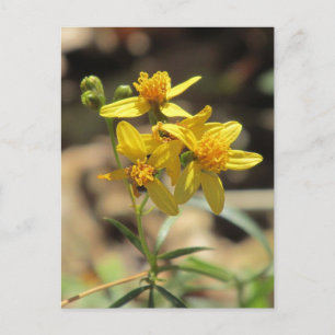 Carte postale Little Lemon Head Fleurs sauvages