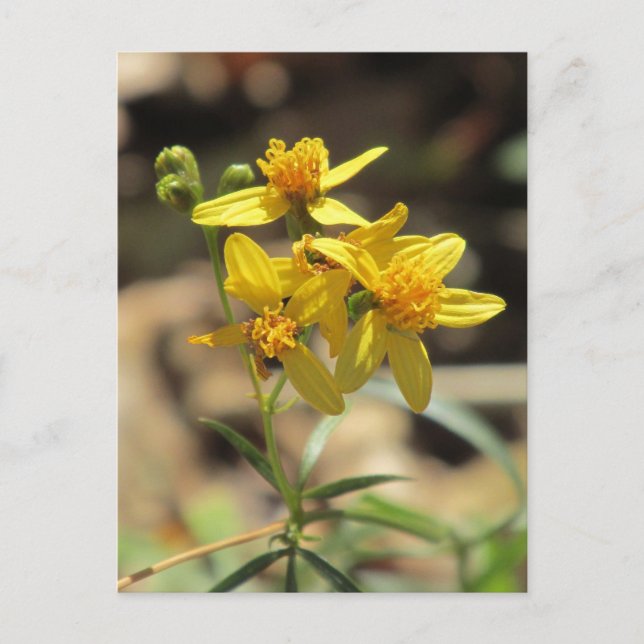 Carte postale Little Lemon Head Fleurs sauvages (Devant)