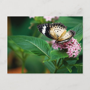 Carte postale Little Leopard Wings