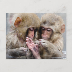 Carte Postale Little Monkeys   Hot Springs, Japon
