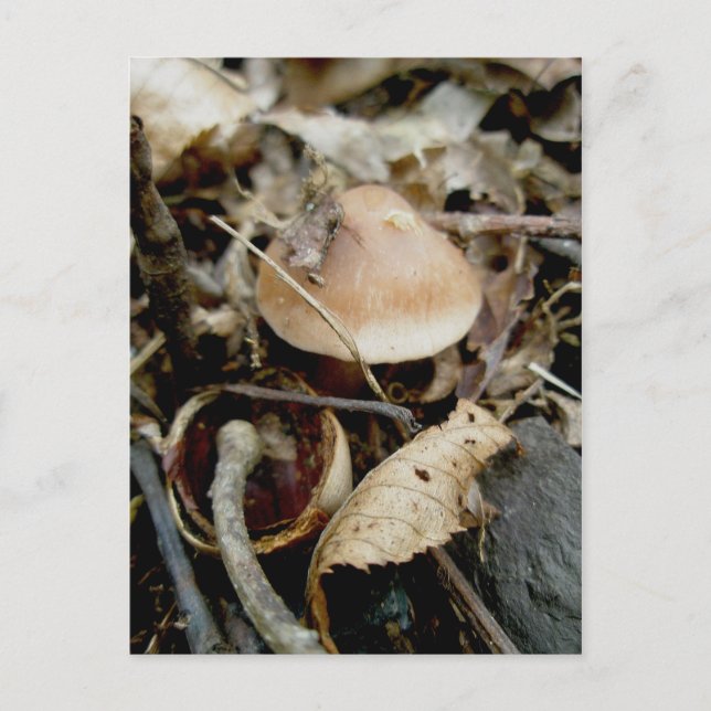 Carte postale Little Orange Casquette (Devant)