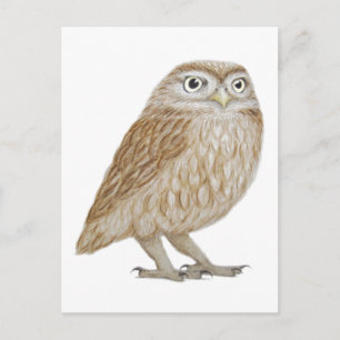 Carte Postale Little Owl 2011