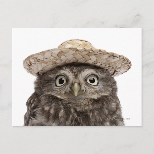 Carte Postale Little Owl wearing a straw a (Devant)