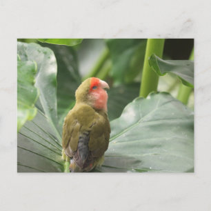 Carte Postale Little Parrot