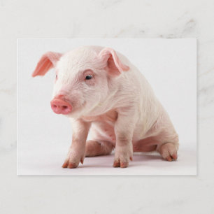 Carte Postale Little Pig