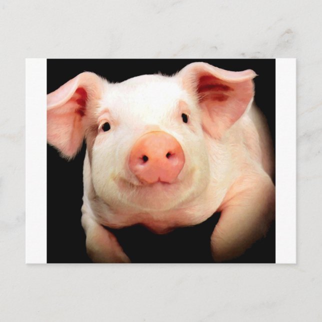 Carte Postale Little Piggy (Devant)