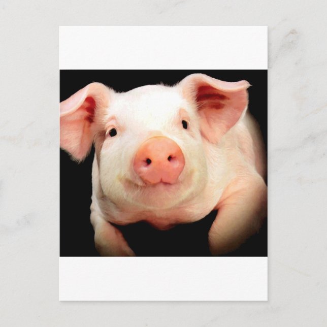 Carte Postale Little Piggy (Devant)