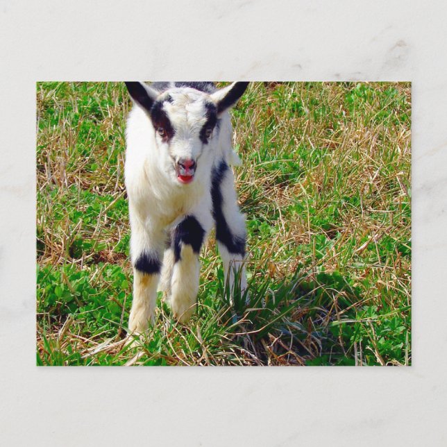 Carte Postale Little Spot Le Goat Kid (Devant)