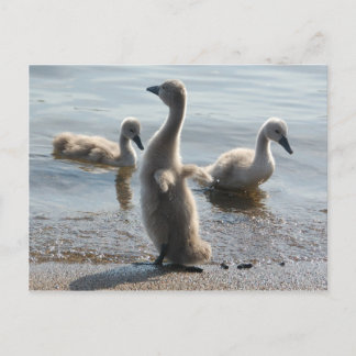 Carte postale Little Swans
