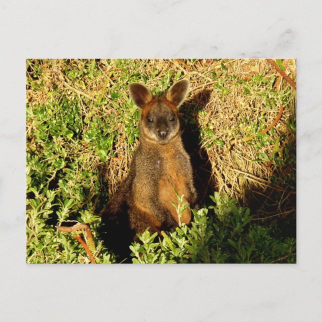 Carte Postale Little Wallaby (Devant)