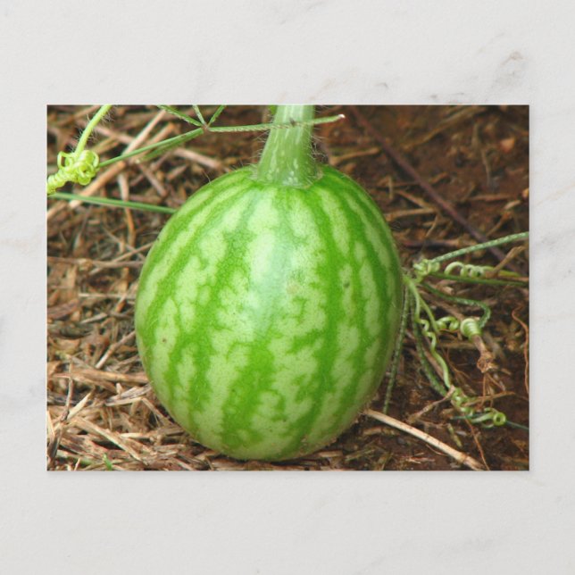 Carte Postale Little Watermelon (Devant)